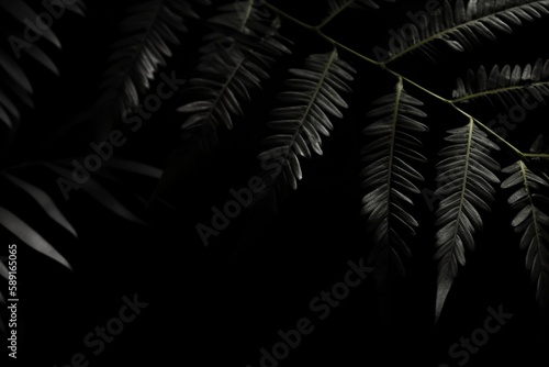 Free Photo Texture of Leaves and Vegetation on Black Background