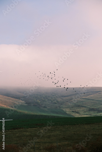 misty morning with birds