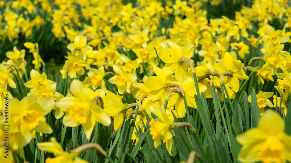 A field of yellow daffodils on a sunny day. Spring flowers outside. Yellow daffodils close-up. A field of flowers in the yard of the house A field of yellow daffodils on a sunny day. Spring flowers outside. Yellow daffodils close-up. A field of flowers in the yard of the house