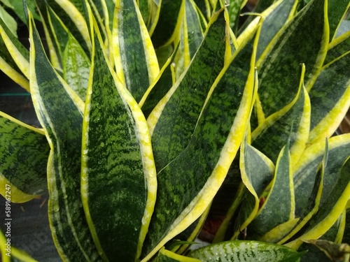 Sansevieria trifasciata 'Futura Superba' photo