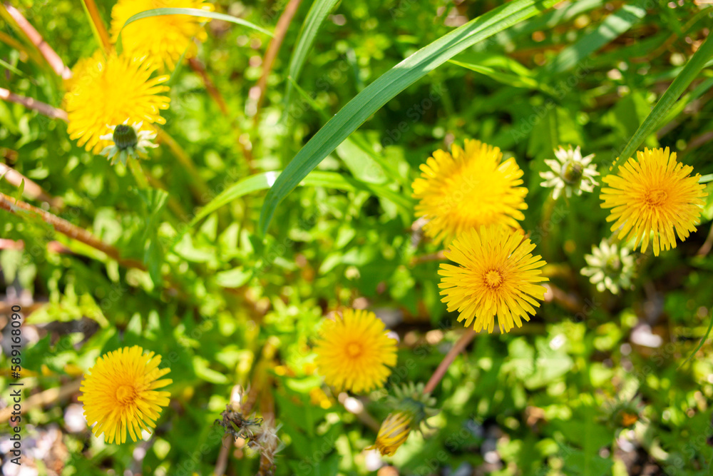 タンポポの花 タンポポの花