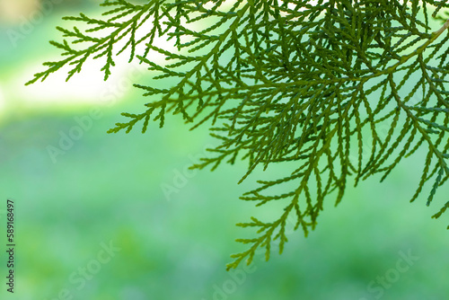 Branch of thuja on green blured natural background. Close-up. Copy space. Selective focus.