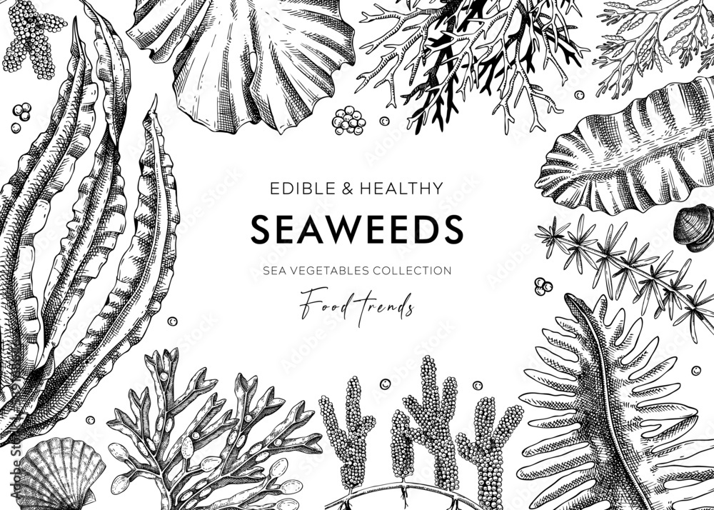Edible seaweed frame design in sketch style. Handdrawn sea vegetables