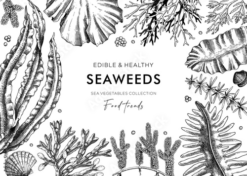 Edible seaweed frame design in sketch style. Hand-drawn sea vegetables - kelp, wakame, hijiki, kombu, nori vector food illustrations. Healthy food ingredients background. Japanese cuisine menu