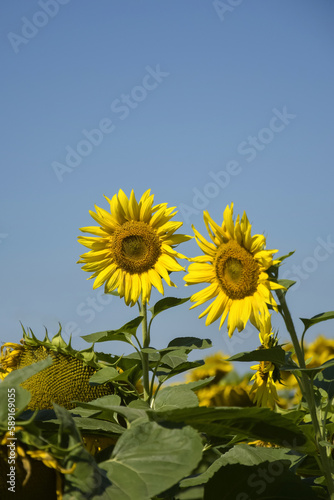 Unripe sunflowers close-up on background of bright clear blue sky. Cultivation of agricultural butter culture. Copy space. Selective focus.