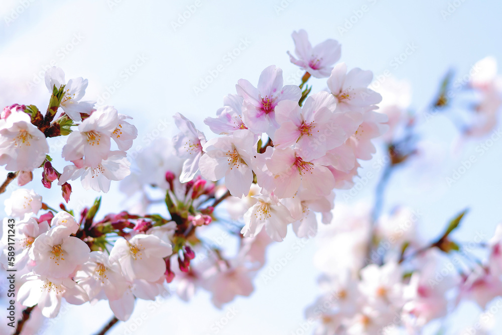 Cherry blossoms in full bloom against the clear blue sky