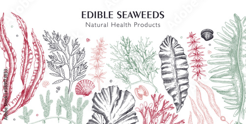 Edible seaweed background in color. Hand drawn food ingredients banner. Vegetarian products design. Sea vegetables - kelp, wakame, kombu, hijiki, Irish moss vector illustration. Asian cuisine menu