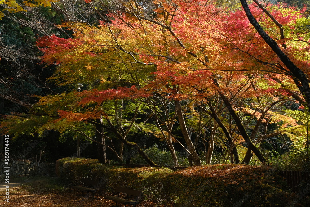 美しい日本の楓、紅葉の風景。