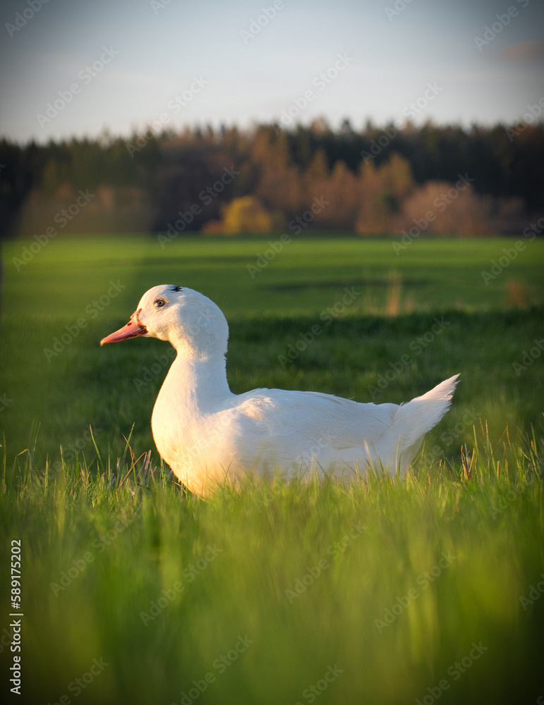 weiße Gans weiße Gans