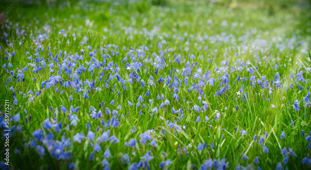 Fototapeta premium Wiese mit Blausternen