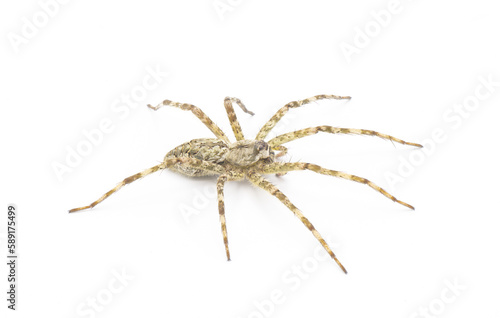 White Banded Fishing - Dolomedes albineus - side top profile view isolated on white background. one of eight species of fishing spider in North America north of Mexico