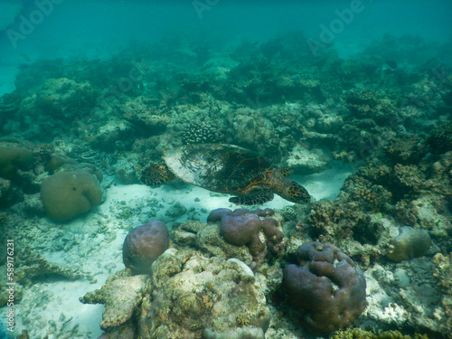sea turtle in maldivian sea