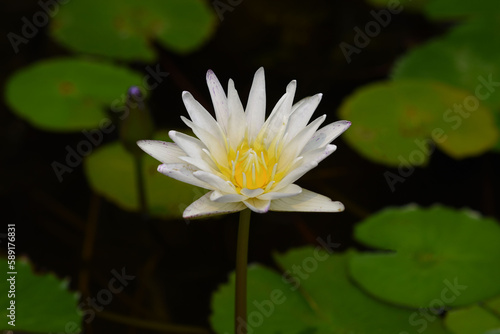 White lotus in the pond.