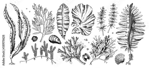 Hand-drawn sea vegetables - kelp, kombu, wakame, hijiki, nori, umi budo drawings. Edible seaweed sketches collection isolated on white background. Underwater algae vector. Healthy food illustration