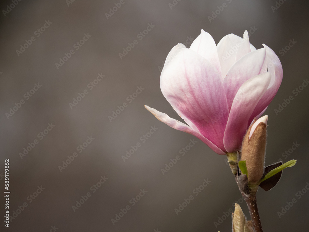 Fototapeta premium Magnolia tree in bloom in early spring