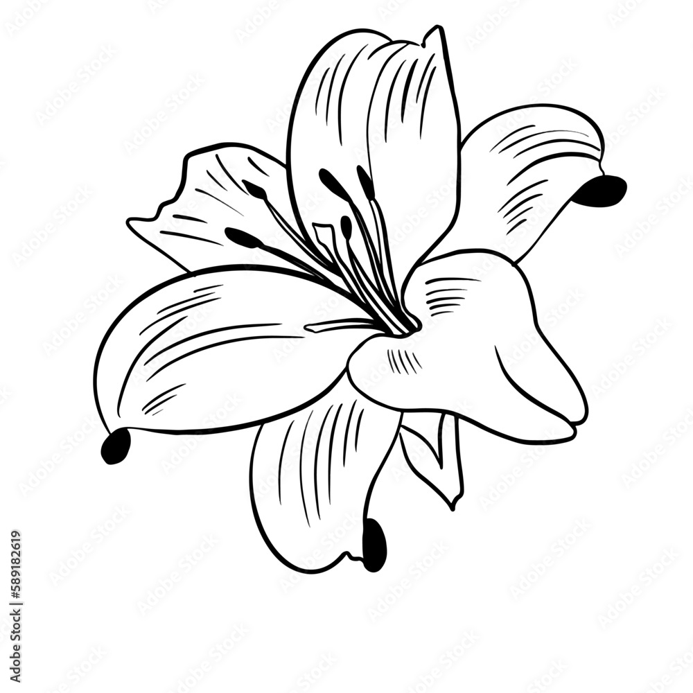 Vector illustration hand drawn lily flower, line art Stock Vector
