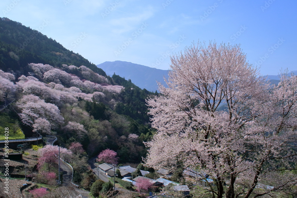 仁淀川町桜地区　春らんまん　（高知県）