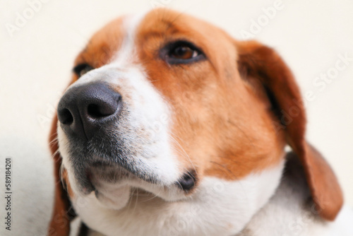 Closeup portrait of tricolor beagle dog, focus on the nose. Sunbathing beagle dog portrait
