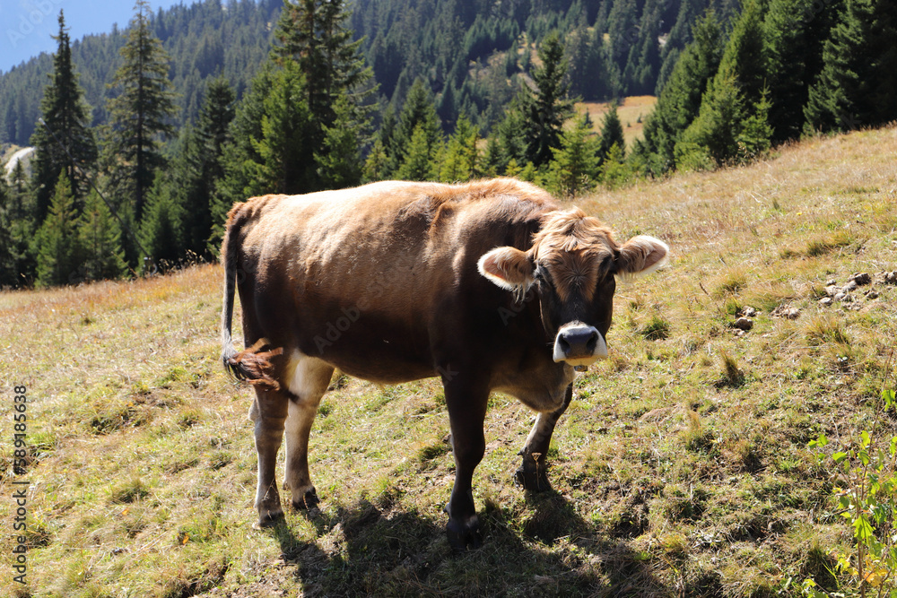 Fototapeta premium A cow on a pasture in the Alps