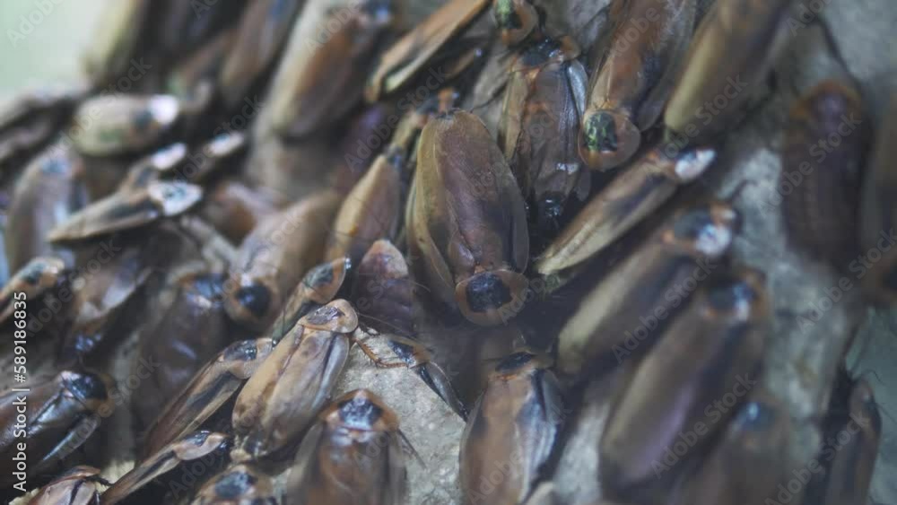 video shows a group of madagascar hissing cockroaches (Gromphadorhina portentosa),disgusting insects. video shows a group of madagascar hissing cockroaches (Gromphadorhina portentosa),disgusting insects.