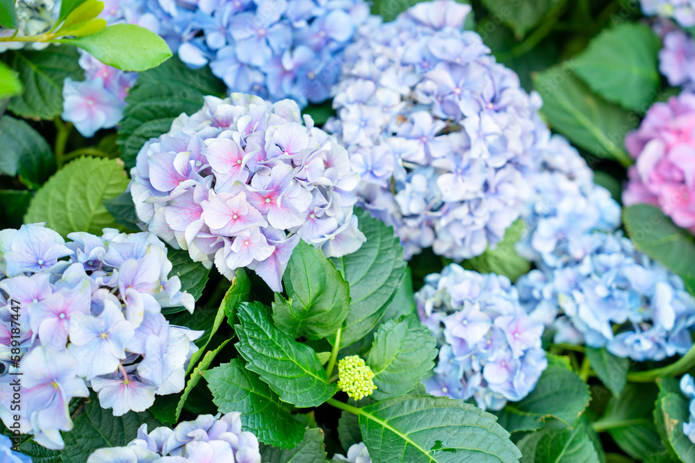 Close-up of hydrangea flower heads in garden. Close-up of hydrangea flower heads in garden.