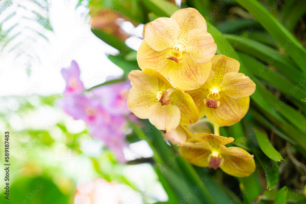 Close up Phalaenopsis Orchid Flower, Bokeh Green Leaves. Close up Phalaenopsis Orchid Flower, Bokeh Green Leaves.