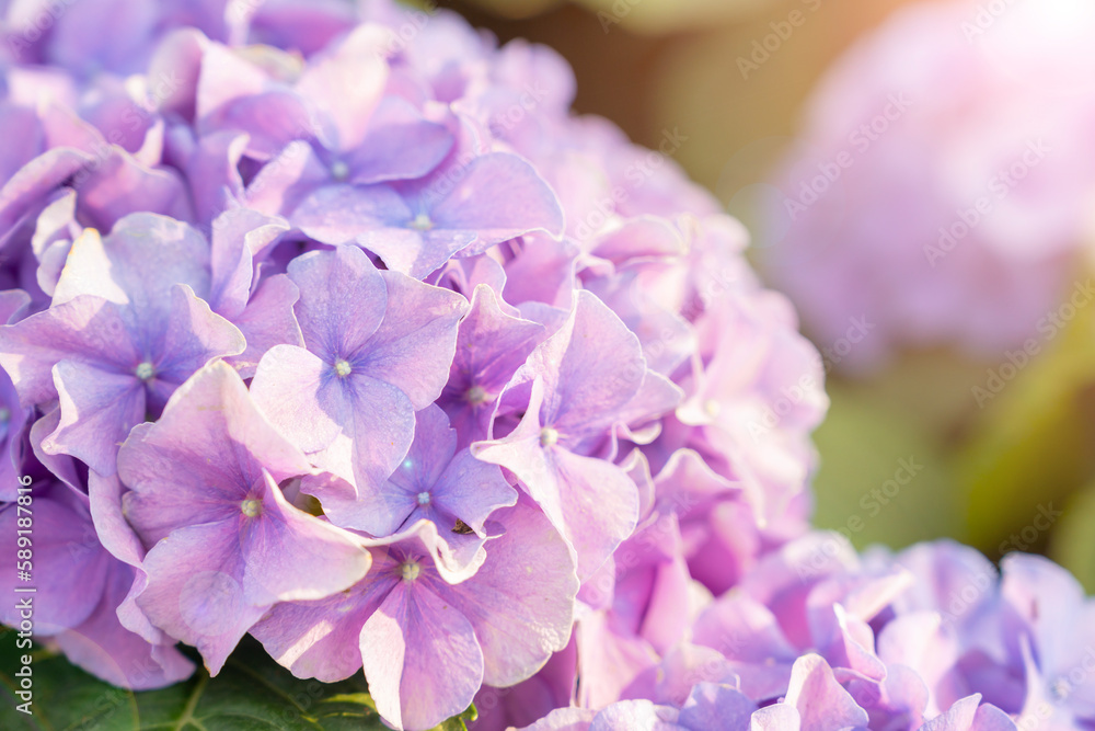 The Blooming hydrangea or hortensia flowers with gentle fragrance and fragile fresh warm pink and violet petals