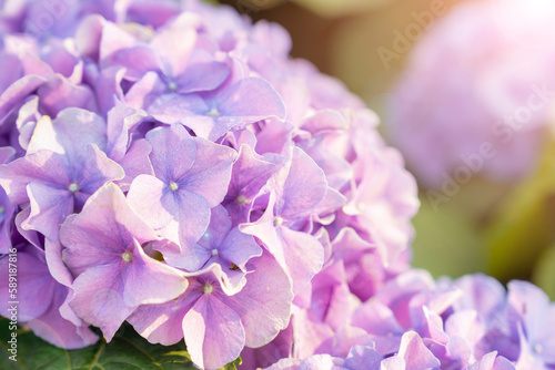Fototapeta Naklejka Na Ścianę i Meble -  The Blooming hydrangea or hortensia flowers with gentle fragrance and fragile fresh warm pink and violet petals