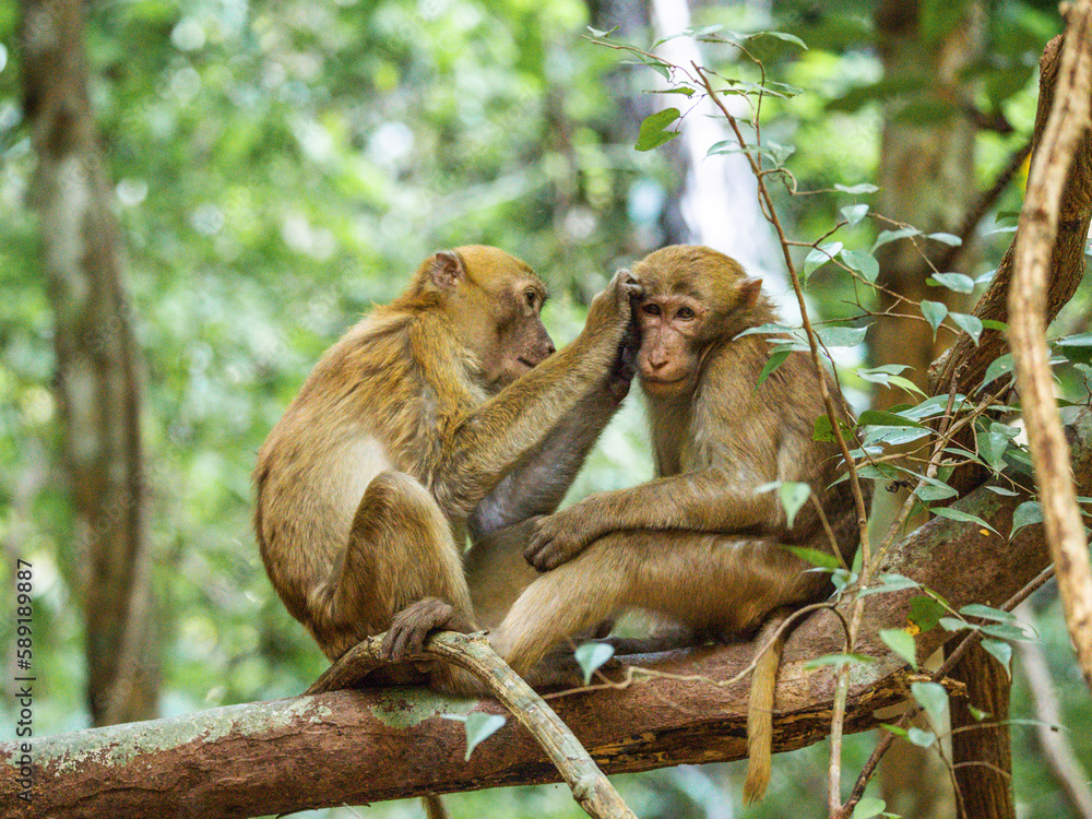 Deux singes dans les arbres