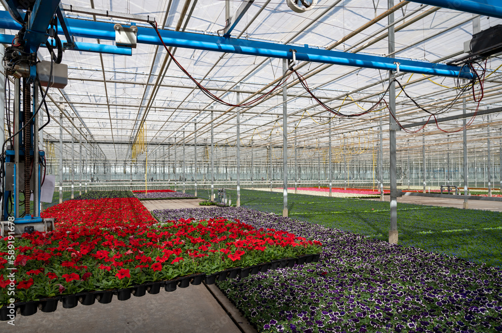 Cultivation of different summer bedding plants, begonia, petunia, young, flowering plants, decorative or ornamental garden plants growing in Dutch greenhouse