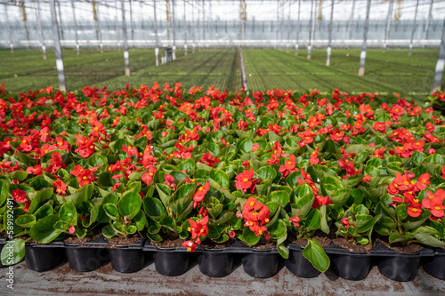 Cultivation of different summer bedding plants  begonia  petunia  young  flowering plants  decorative or ornamental garden plants growing in Dutch greenhouse