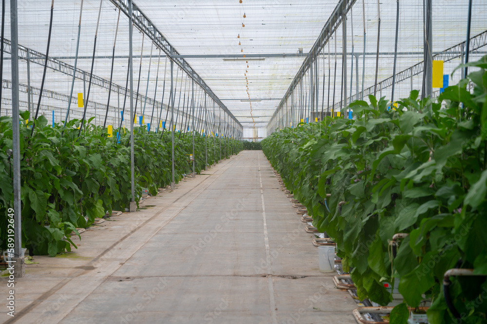 Dutch organic greenhouse farm with rows of eggplants plants with ripe violet vegetables and purple flowers Dutch organic greenhouse farm with rows of eggplants plants with ripe violet vegetables and purple flowers