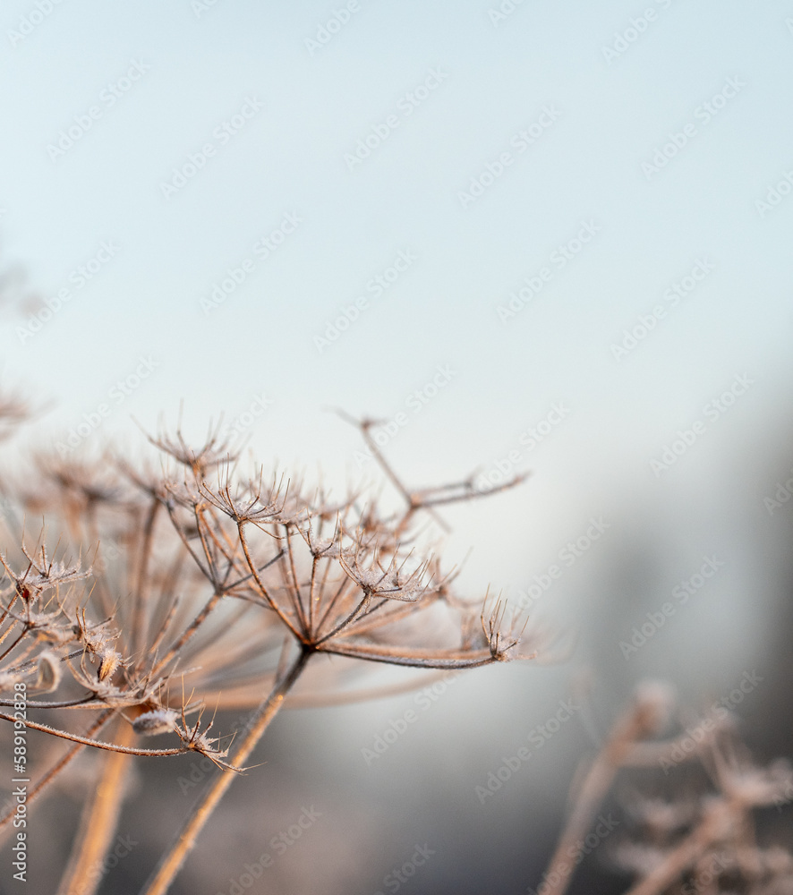 Closeup or macro of a frozen flower or plant Closeup or macro of a frozen flower or plant