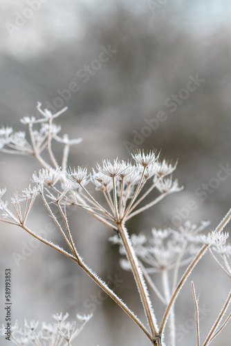 Closeup or macro of a frozen flower or plant