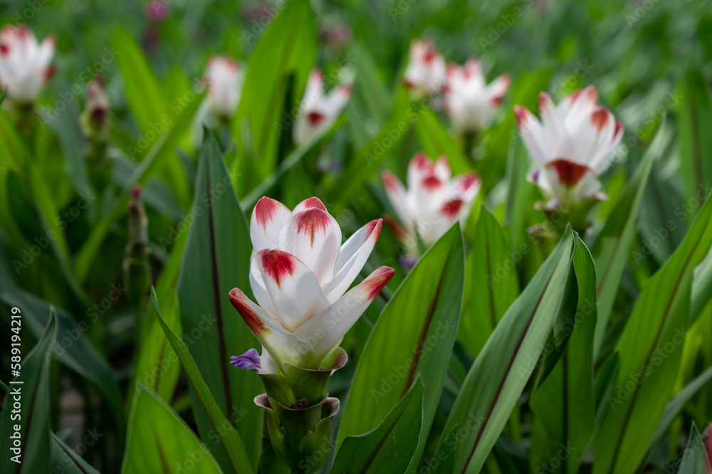 Fototapeta premium Turmeric, Curcuma longa flowering plant of ginger&nbsp;family, decorative or ornamental flower growing in Dutch greenhouse