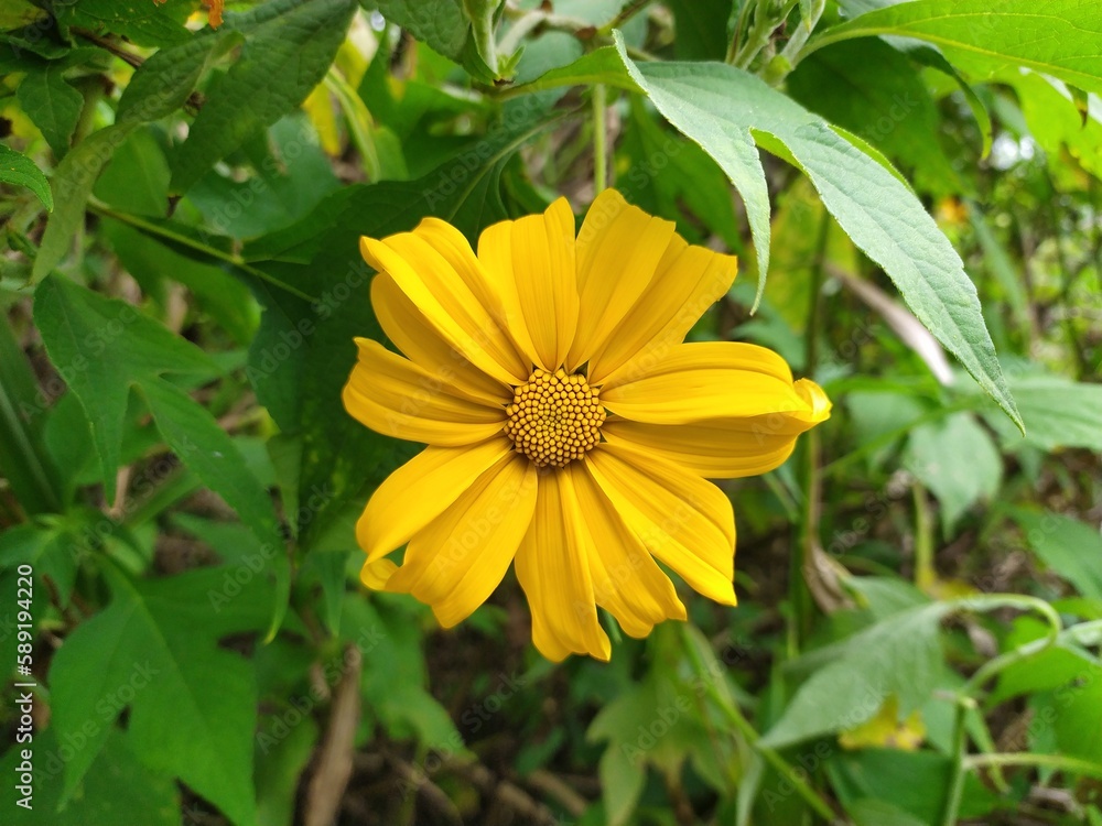 Sun flower ( flower Tithonia diversifolia) Sun flower ( flower Tithonia diversifolia)