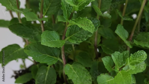 Wallpaper Mural pied de menthe, en gros plan, dans un pot  Torontodigital.ca