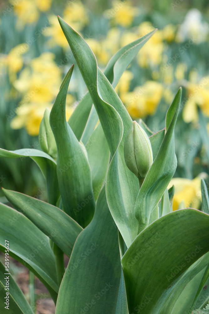 Obraz premium Close-up of closed green tulip bulb among fresh green leaves. Beautiful spring flower, soft focus with copy space.
