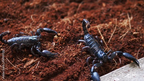 scorpions are poisonous animals in the rainy season, Black scorpions walk on the ground