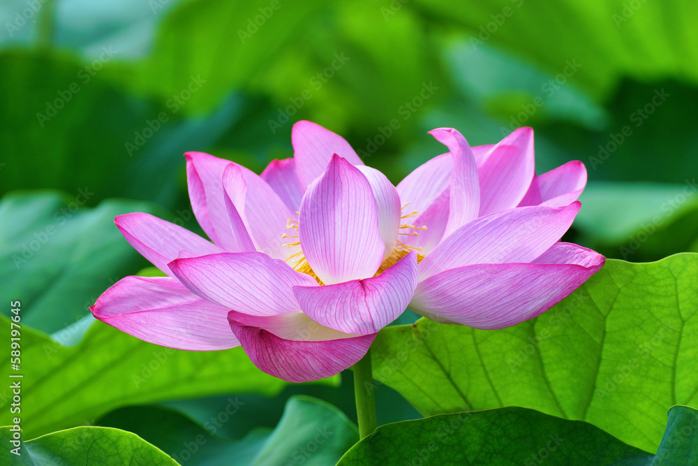 東京 上野 不忍池の美しい蓮の花　コピースペースあり（東京都） Beautiful lotus flowers at Shinobazu Pond in Ueno, Tokyo, with copy space (Tokyo, Japan)