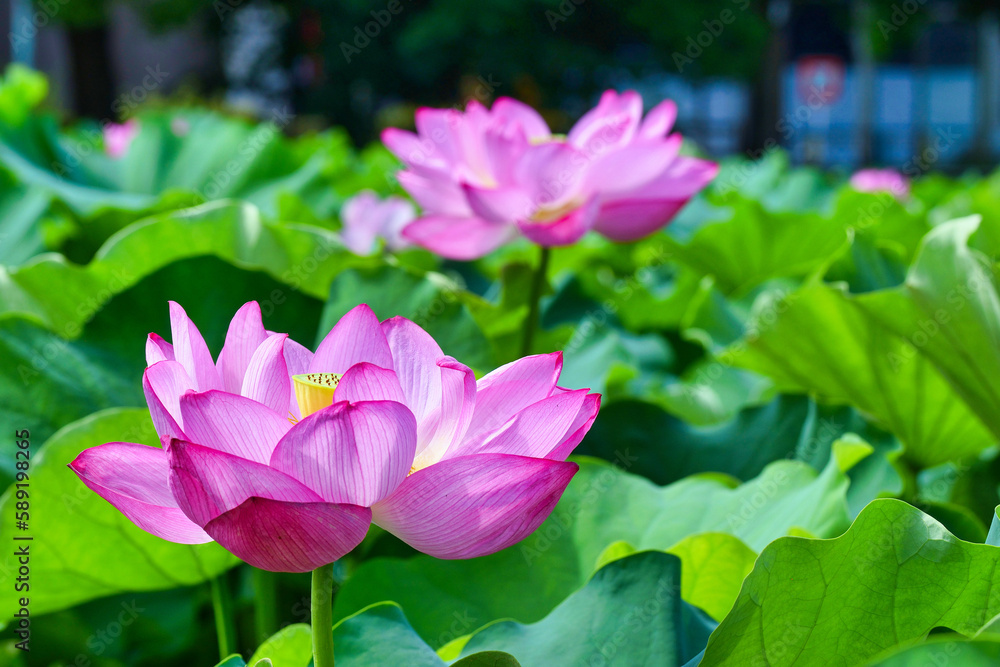 東京 上野 不忍池の美しい蓮の花　コピースペースあり（東京都） Beautiful lotus flowers at Shinobazu Pond in Ueno, Tokyo, with copy space (Tokyo, Japan)