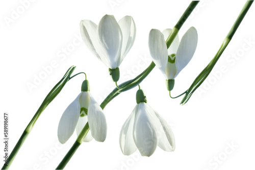 A pattern of snowdrops isolated on a white background.