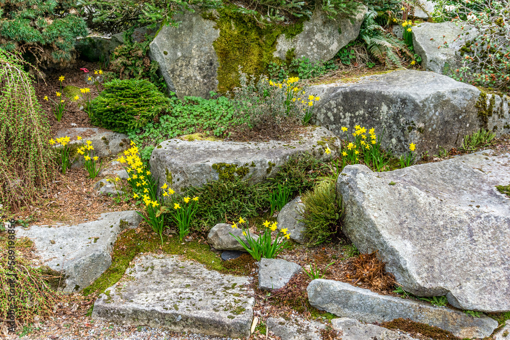 Bellevue Park Daffodils And Rocks Bellevue Park Daffodils And Rocks