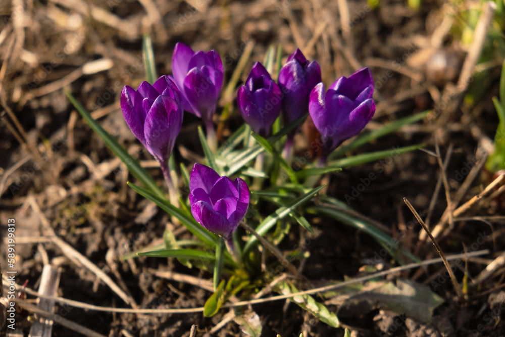 A compact group of lilac crocuses flowers snowdrops growing on the ground in early spring Bouquet of saffron close-up The first spring flowers bloom in the garden A compact group of lilac crocuses flowers snowdrops growing on the ground in early spring Bouquet of saffron close-up The first spring flowers bloom in the garden