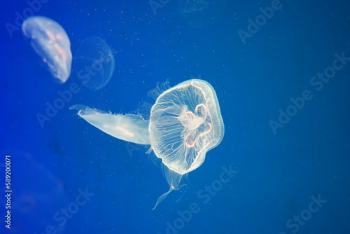 Fototapeta Naklejka Na Ścianę i Meble -  jellyfish on a blue background