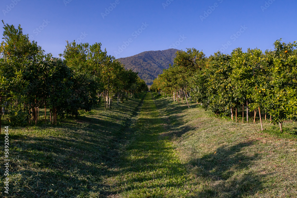 The green tangerines trees with ripe orange fruit on citrus plantation in Thailand.. Selective focus