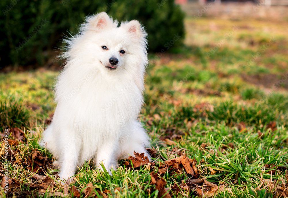 Obraz premium A beautiful dog of the Japanese Spitz breed. A white dog sits on a background of blurred green grass. He is ten months old. The photo is blurred