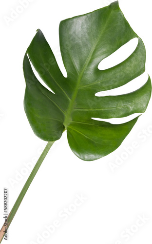 Monstera leaf cutout on transparent background.