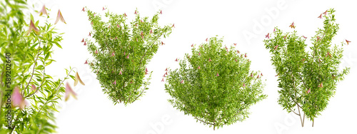 Lysionotus Pauciflorus bushes in blossom isolated on transparent background. 3D render.