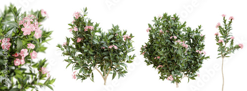 Nerium oleander bushes in blossom isolated on transparent background. 3D render. photo